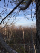 View from a top of an old hunting stand