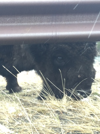 Sir Fluffalo, the buffalo, peeking at me from under the guardrail.