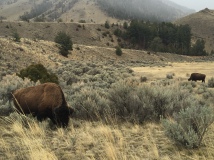 More bison!
